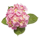 アジサイ  サマーメドレー　ペールシャボン