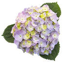 アジサイ  サマーメドレー　ペールシャボン