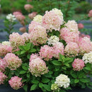 ノリウツギ  ミニファイヤーライト