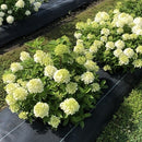 ノリウツギ  ミニファイヤーライト