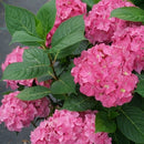 アジサイ  サマーメドレー　アリーバ