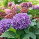 アジサイ  サマーメドレー　アリーバ