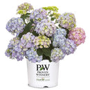 アジサイ  サマーメドレー　ペールシャボン