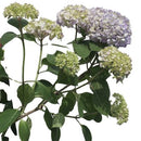 アジサイ  サマーメドレー　ペールシャボン