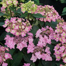 アジサイ  サマーメドレー　ダブルキャンディ