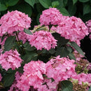 アジサイ  サマーメドレー　ダブルキャンディ