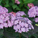 アジサイ  サマーメドレー　ダブルキャンディ