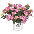 アジサイ  サマーメドレー　ダブルキャンディ