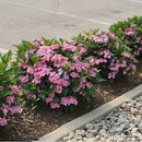 アジサイ  サマーメドレー　ダブルキャンディ