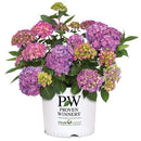 アジサイ  サマーメドレー　アリーバ