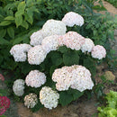 アナベル  プティクリーム