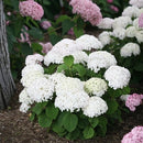 アナベル  プティクリーム