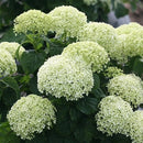 アナベル  ミディライム