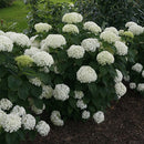 アナベル  ミディライム