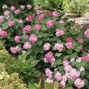 アナベル  ミニルビー