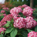 アナベル  ミニルビー