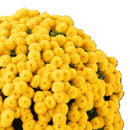 ガーデンマム ジジゴールデン