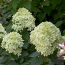 ノリウツギ グランデライムチーク【PW】