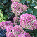 ノリウツギ グランデライムチーク【PW】