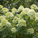 ノリウツギ グランデライムチーク【PW】