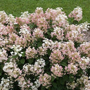 ノリウツギ グランデクイックファイヤー【PW】