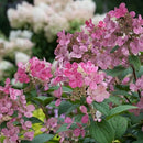 ノリウツギ グランデクイックファイヤー【PW】