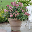 ノリウツギ グランデクイックファイヤー【PW】