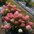 ノリウツギ  ミニファイヤーライト