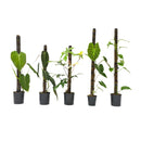 Joile Nursery モスポール鉢専用ポール 20cm 3本セット