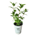 ノリウツギ グランデクイックファイヤー【PW】