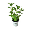 ノリウツギ グランデクイックファイヤー【PW】