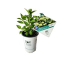 ノリウツギ グランデライムチーク【PW】