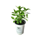 ノリウツギ グランデライムチーク【PW】