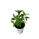 ノリウツギ グランデライムチーク【PW】