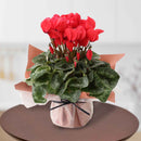 29.特選シクラメン「クリスマスレッド」