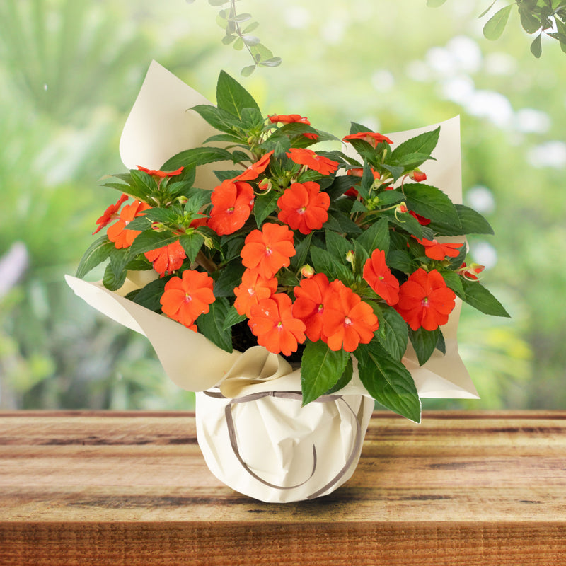 季節の花ギフト