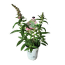 ブッドレア パグスター ピンカー【PW】