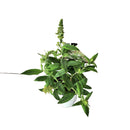 ブッドレア パグスター ホワイト【PW】