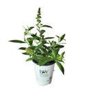 ブッドレア パグスター ホワイト【PW】