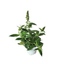 ブッドレア パグスター ホワイト【PW】