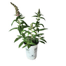 ブッドレア パグスター ピンカー【PW】