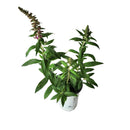 ブッドレア パグスター ピンカー【PW】