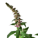 ブッドレア パグスター ピンカー【PW】