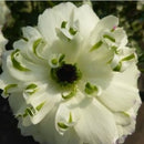 NEWラナンキュラスラックス　【ペネロペ】　　3月上旬より順次発送