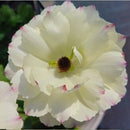 NEWラナンキュラスラックス　【ペネロペ】　　3月上旬より順次発送