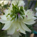 NEWラナンキュラスラックス　【ペネロペ】　　3月上旬より順次発送