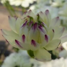 NEWラナンキュラスラックス 【ペネロペ】 3月上旬より順次発送