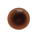 ランカ　キュー　レッド