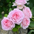 NEWアローム・ディヴァン【デルバールローズ】　12月下旬～1月頃発送