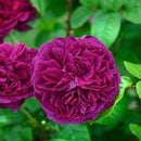 アレゴリー【デルバールローズ】  12月下旬～1月頃発送